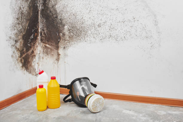 Best Crawl Space Mold Remediation in Lake Forest, IL