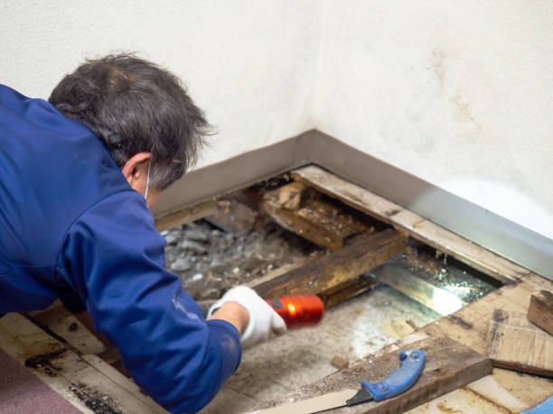 Best Residential Mold Remediation in Lake Forest, IL