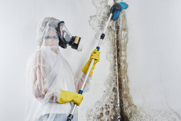 Best Attic Mold Remediation in Lake Forest, IL