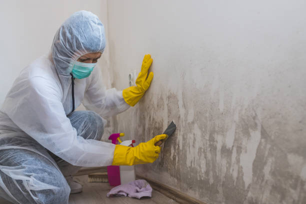 Best White Mold Remediation in Lake Forest, IL