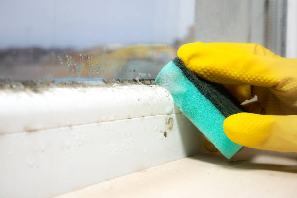 Best Post-Flood Mold Remediation in Lake Forest, IL