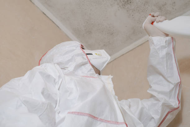 Best Black Mold Remediation in Lake Forest, IL