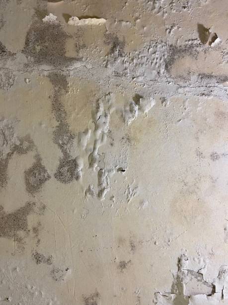 Best Basement Mold Remediation in Lake Forest, IL