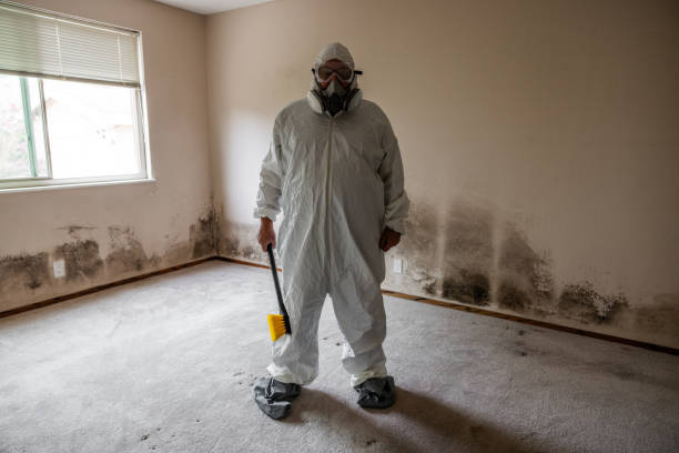 Best Emergency Mold Remediation in Lake Forest, IL