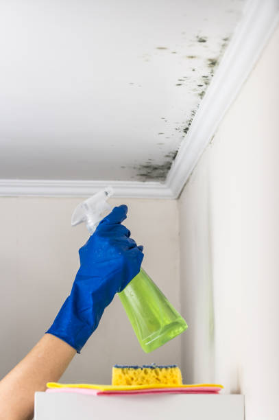 Best Residential Mold Remediation in Lake Forest, IL